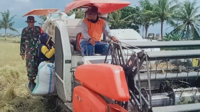 Aksi Nyata Babinsa Koramil 1420-03/ Maritengngae Dalam Pendampingan Panen Padi