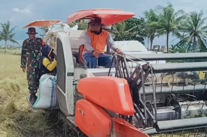 Aksi Nyata Babinsa Koramil 1420-03/ Maritengngae Dalam Pendampingan Panen Padi